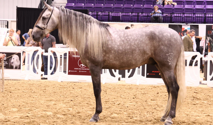 USPRE Presents the 2026 Born in America Awards at FIESTA OCALA