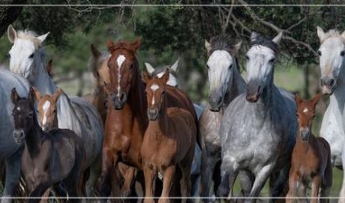 More than 13,000 new PRE Horses were registered and almost 3000 stud farms were created in 2023