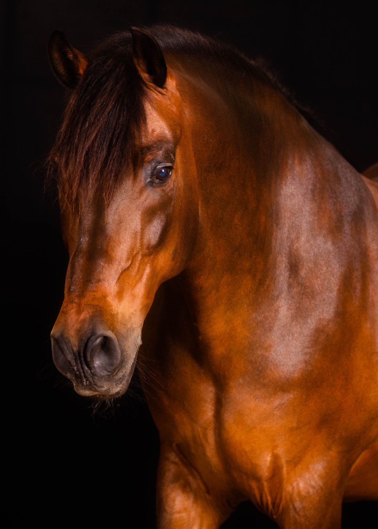 Fandango PRE horse owned by Antonia Ax:son Johnson